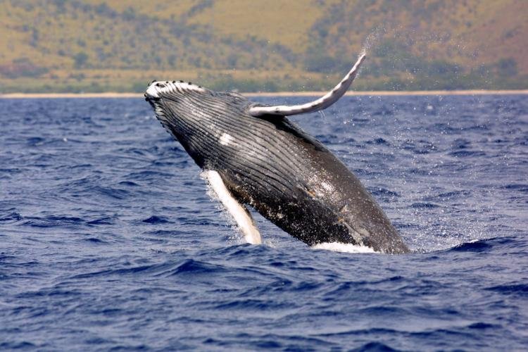 A humpback whale breaching above the ocean